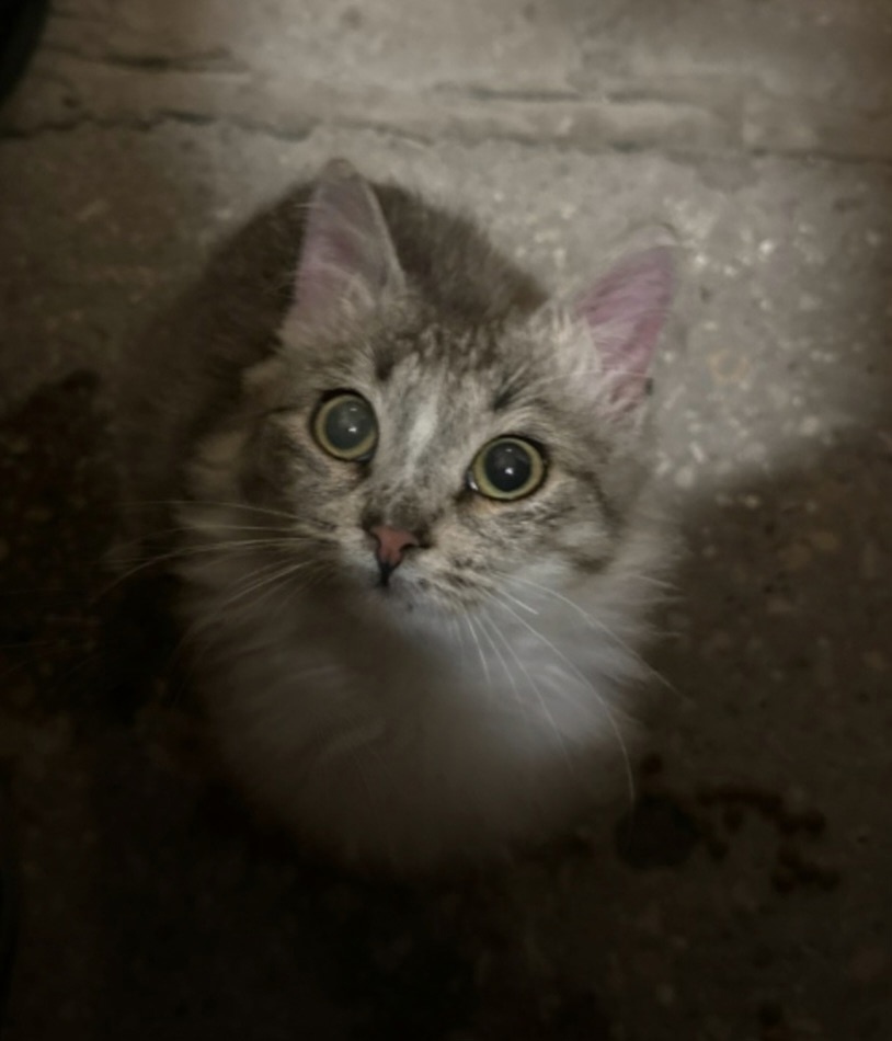 Найдена кошка в Чехове — фото объявления