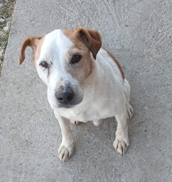 Найдена собака в Чехове — фото объявления