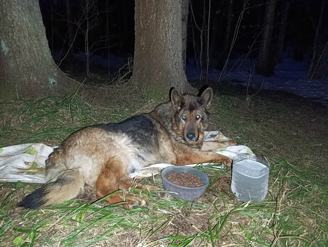 Найдена собака в Чехове — фото объявления