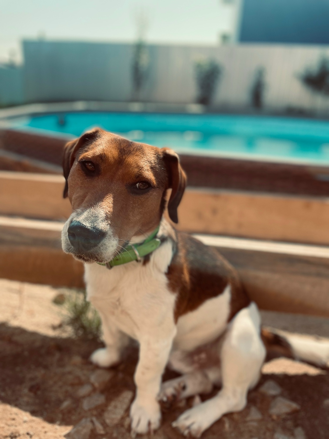 Пропала собака в Чехове — фото объявления