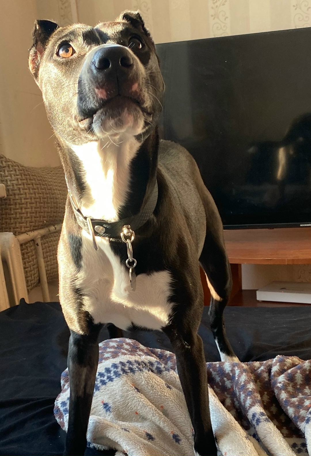 Пропала собака в Чехове — фото объявления