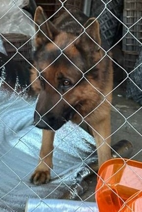 Найдена собака в Чехове — фото объявления