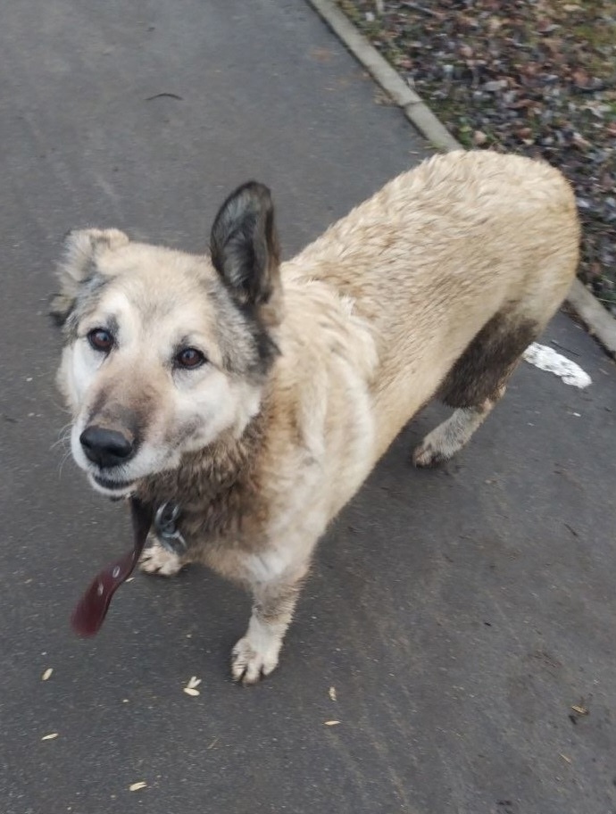 Найдена собака в Чехове — фото объявления