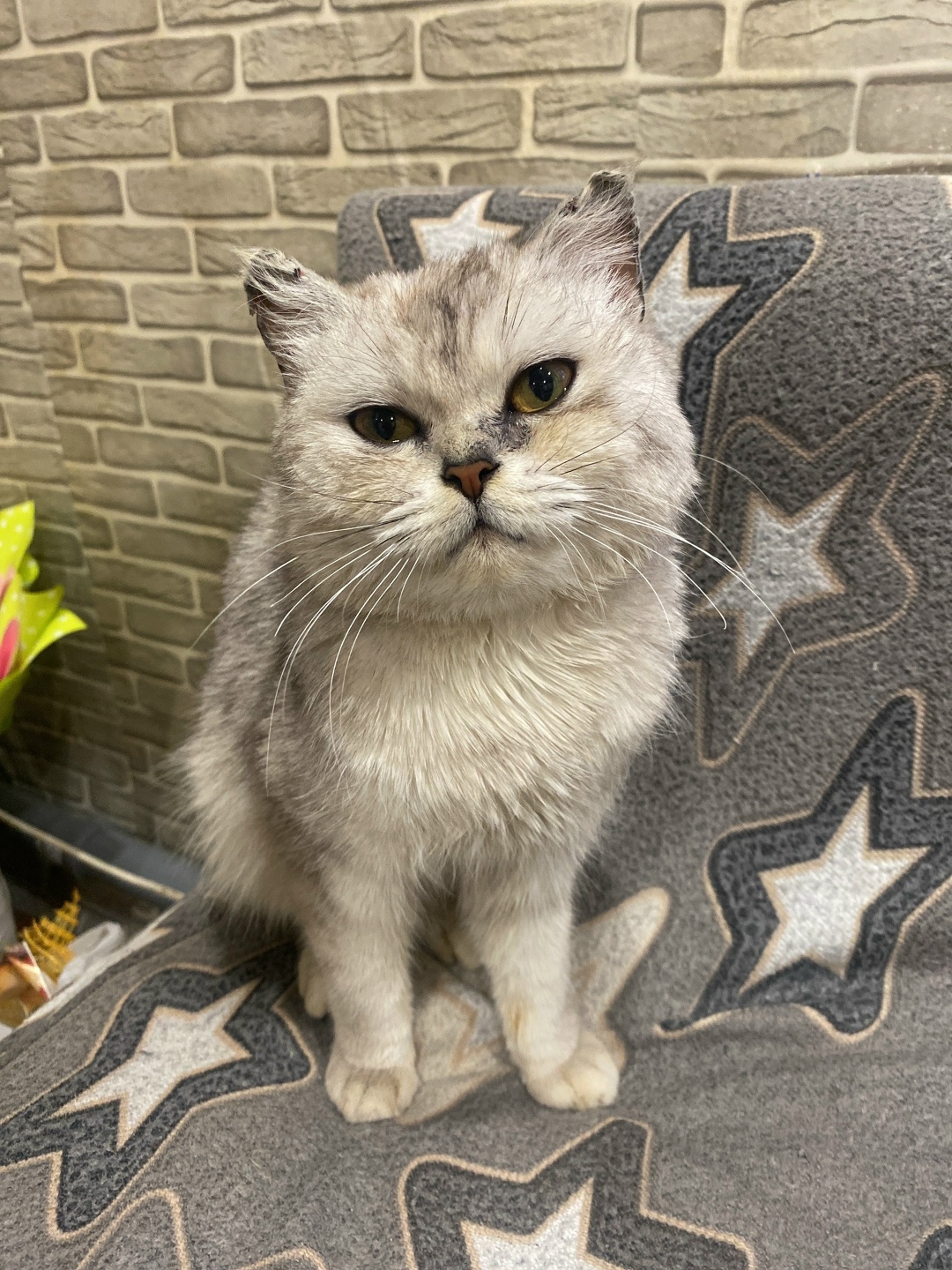 Найдена кошка в Чехове — фото объявления