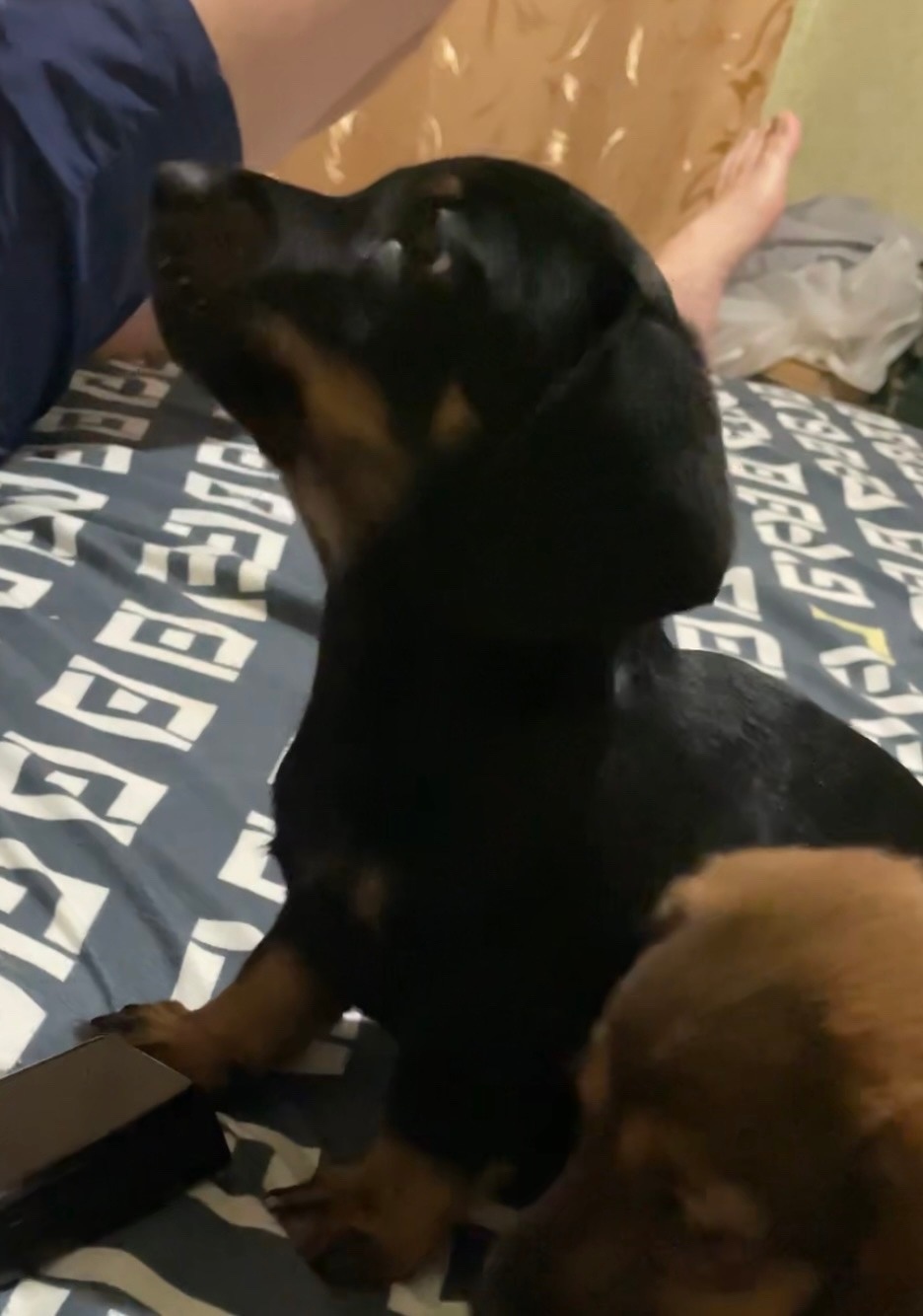 Пропала собака в Чехове — фото объявления