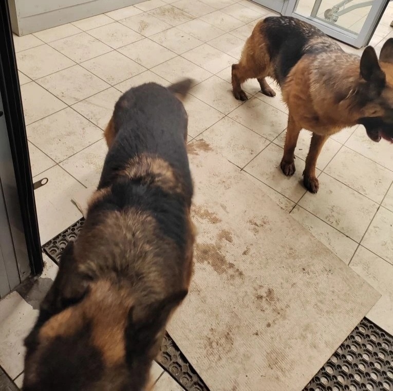 Найдена собака в Чехове — фото объявления