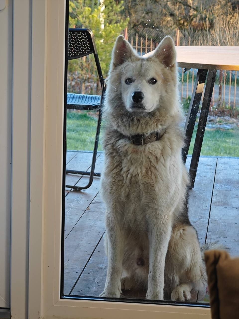 Найдена собака в Чехове — фото объявления