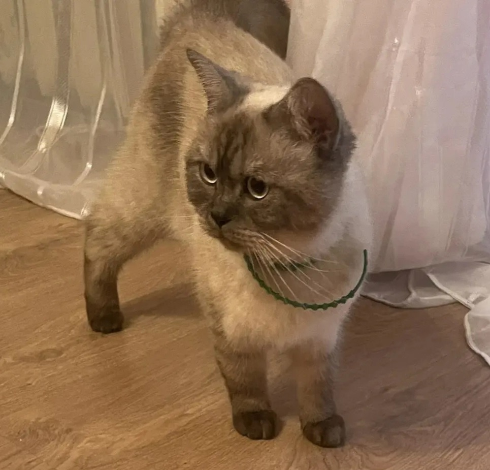 Найдена кошка в Чехове — фото объявления