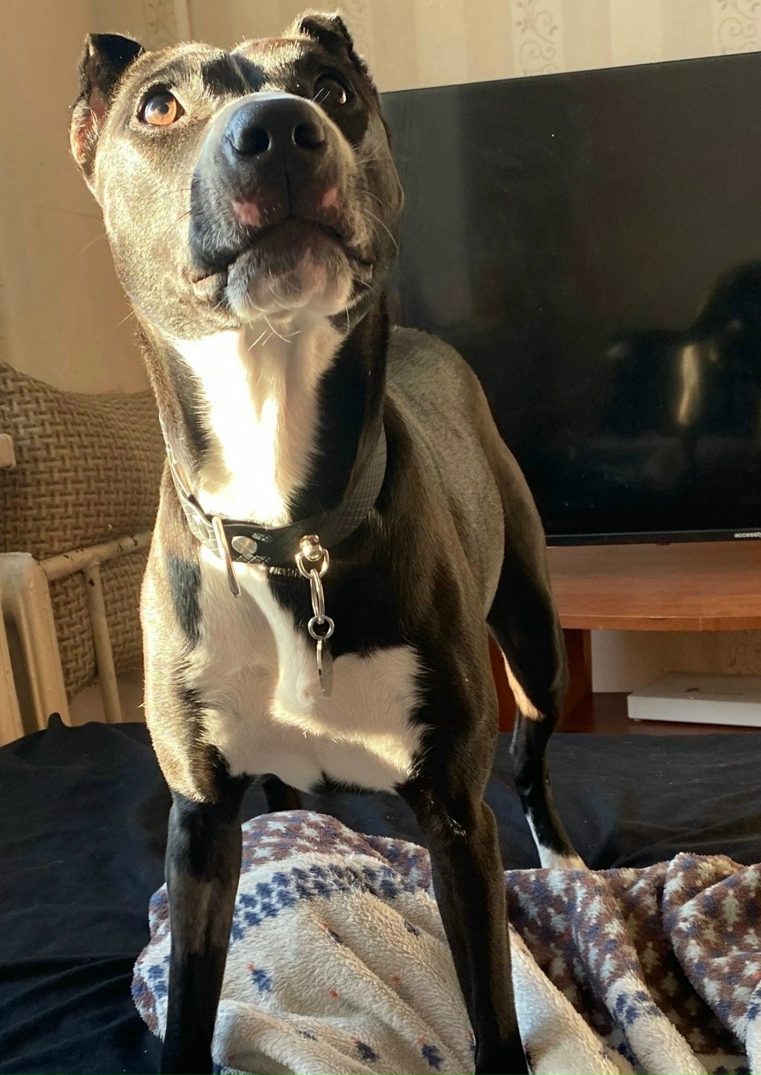 Пропала собака в Чехове — фото объявления