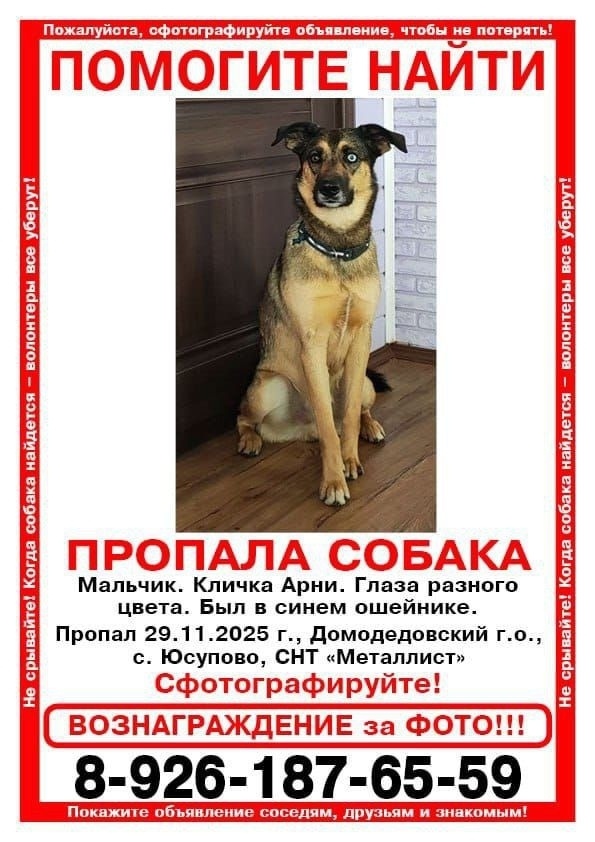 Пропала собака в Чехове — фото объявления