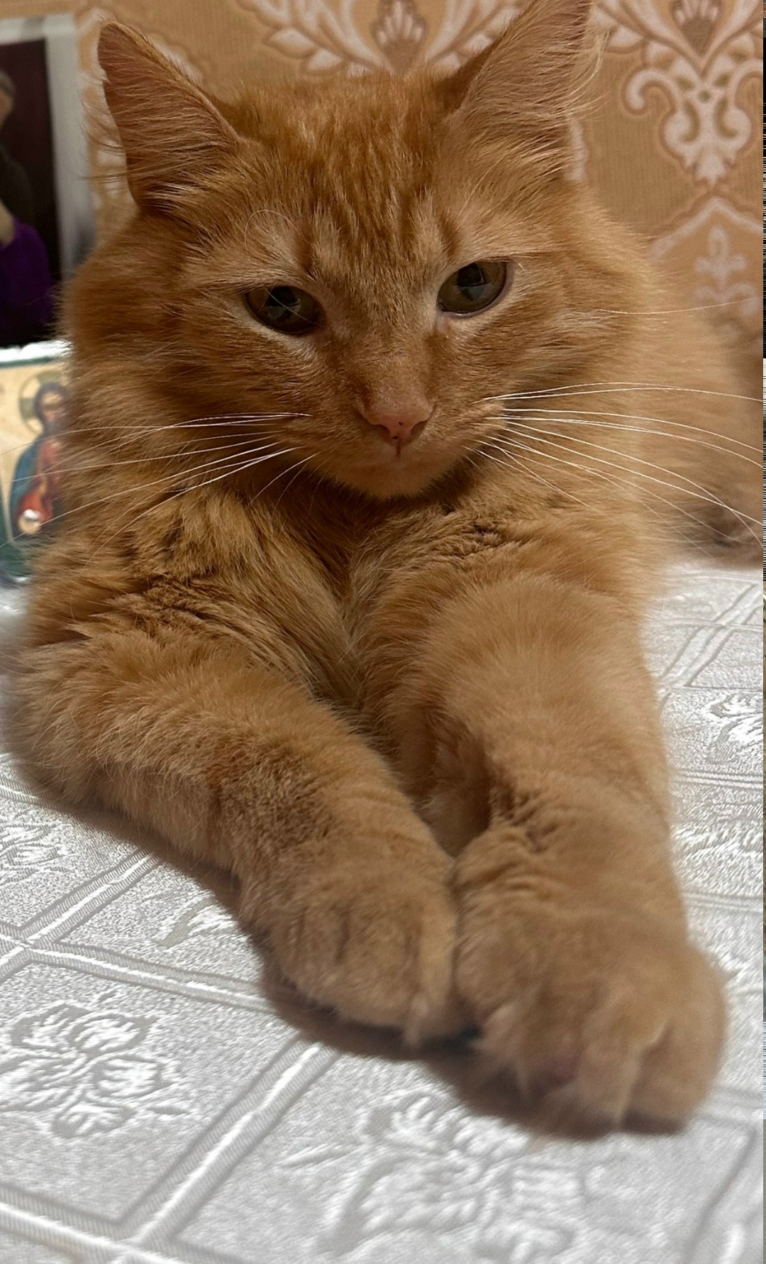 Пропала кошка в Чехове — фото объявления