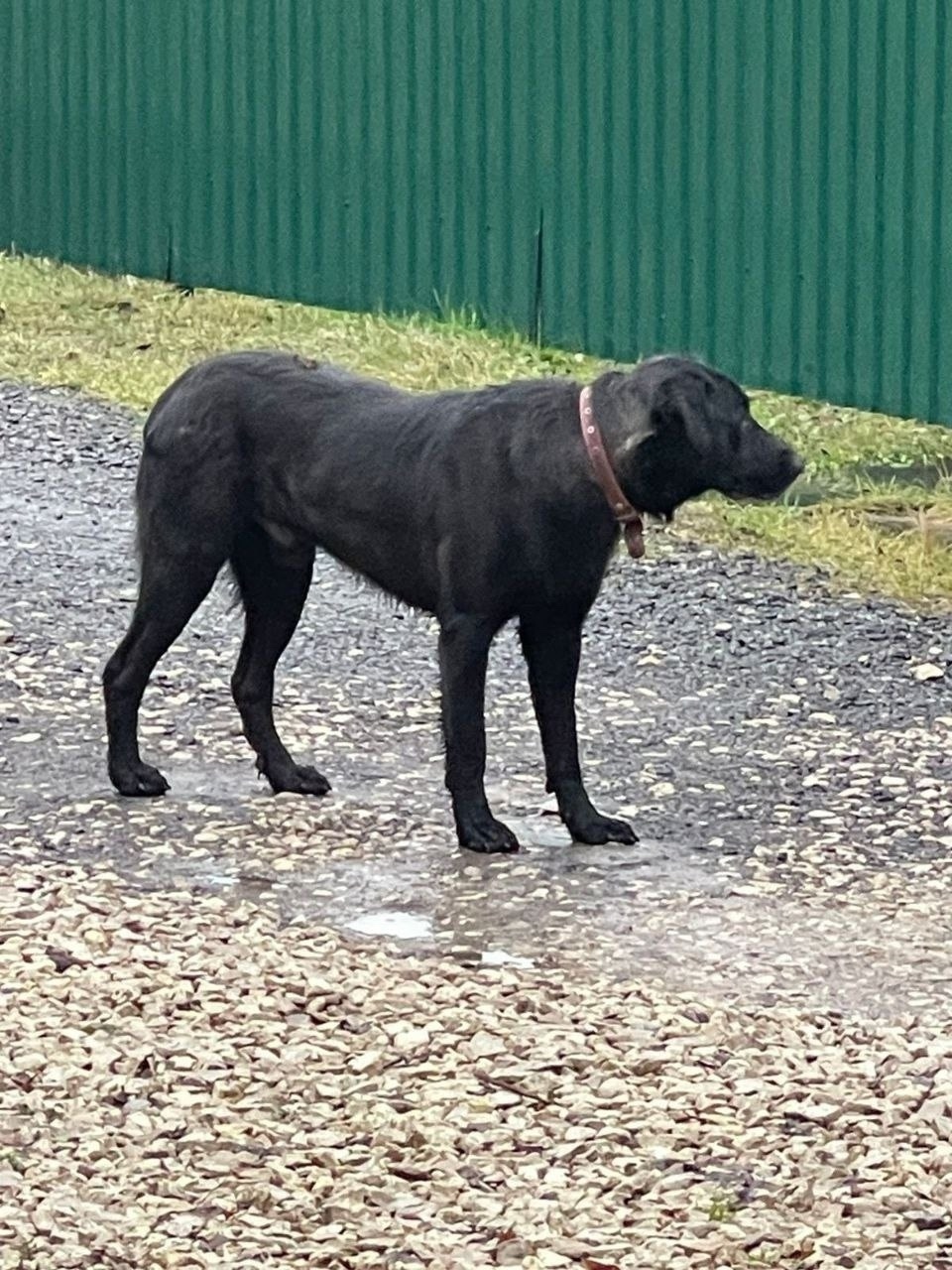 Найдена собака в Чехове — фото объявления