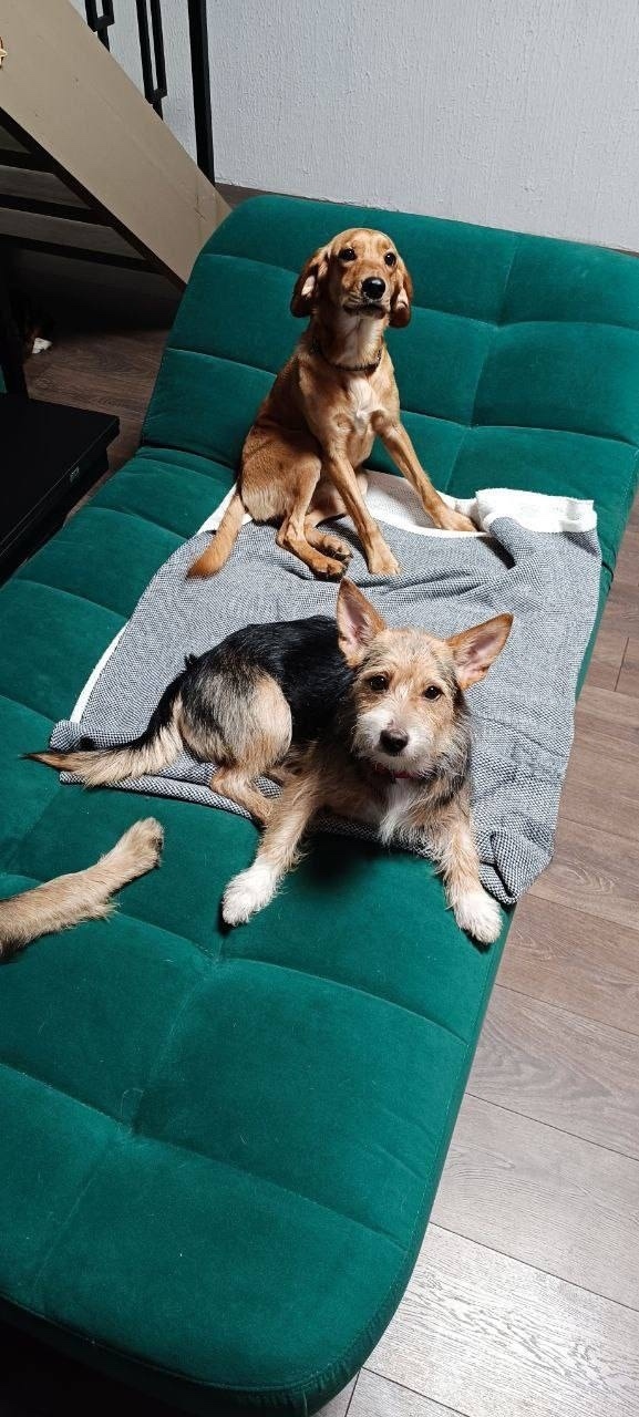 Найдена собака в Чехове — фото объявления