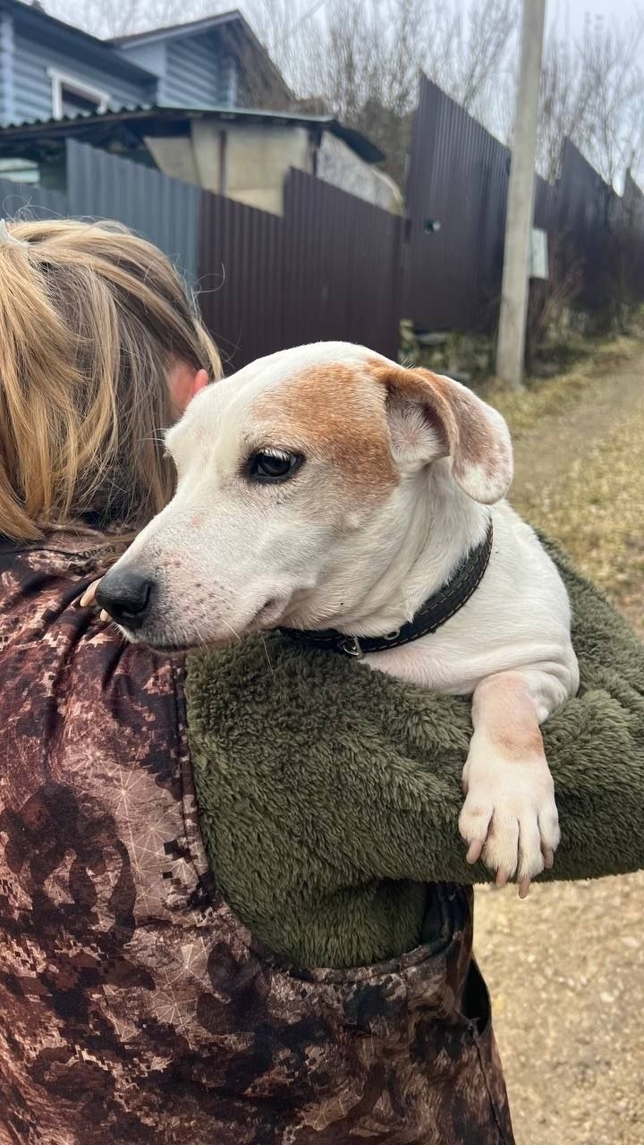 Найдена собака в Чехове — фото объявления