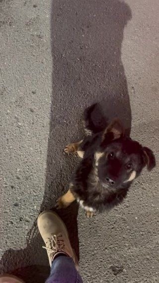 Найдена собака в Чехове — фото объявления