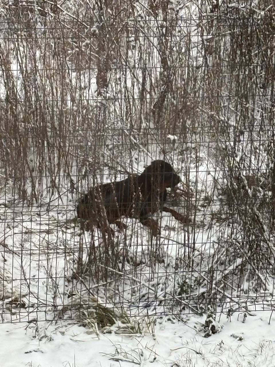 Найдена собака в Чехове — фото объявления