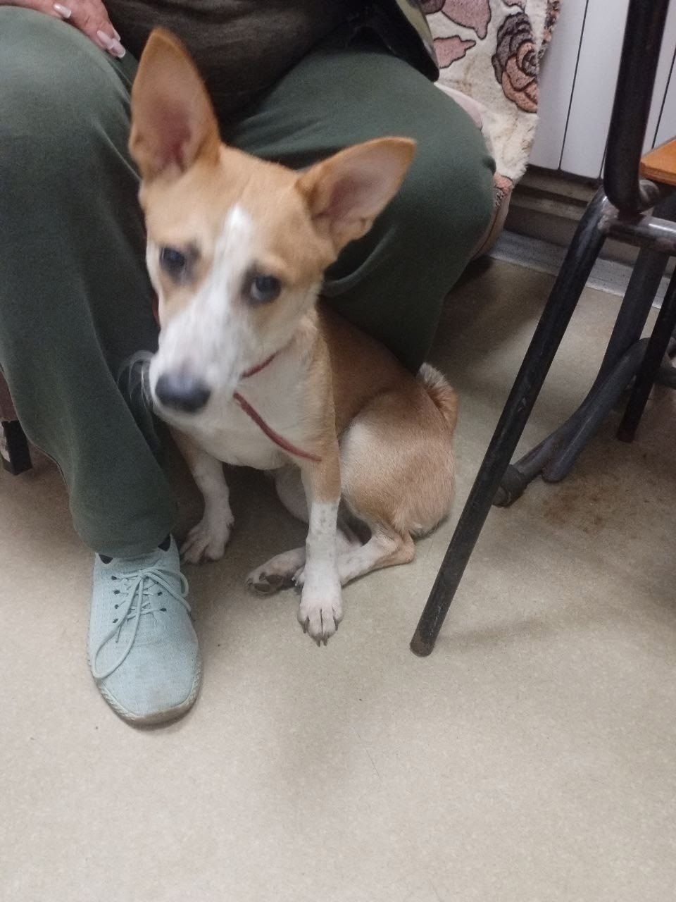 Найдена собака в Чехове — фото объявления