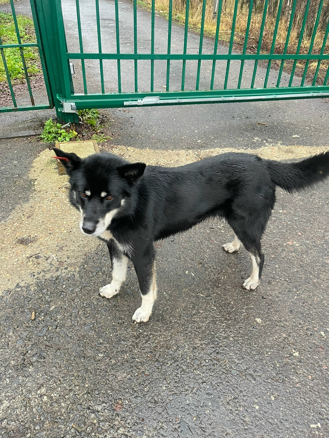 Пропала собака в Чехове — фото объявления