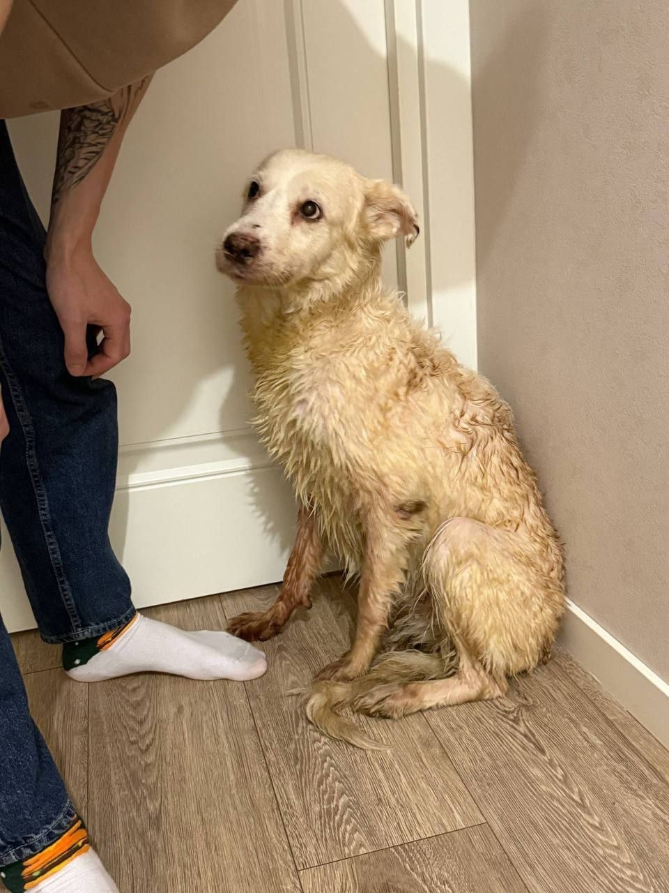 Найдена собака в Чехове — фото объявления