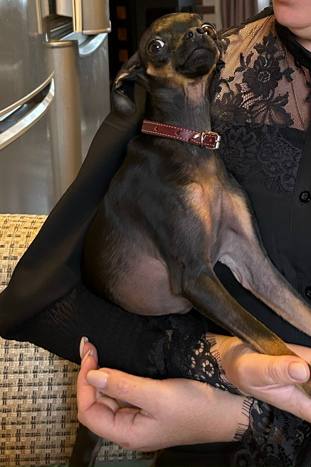 Пропала собака в Чехове — фото объявления