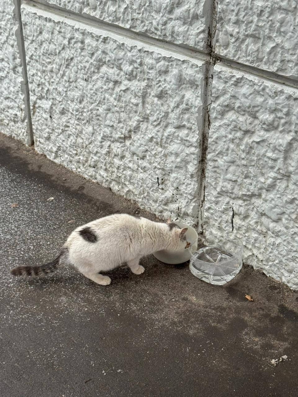 Найдена кошка в Чехове — фото объявления