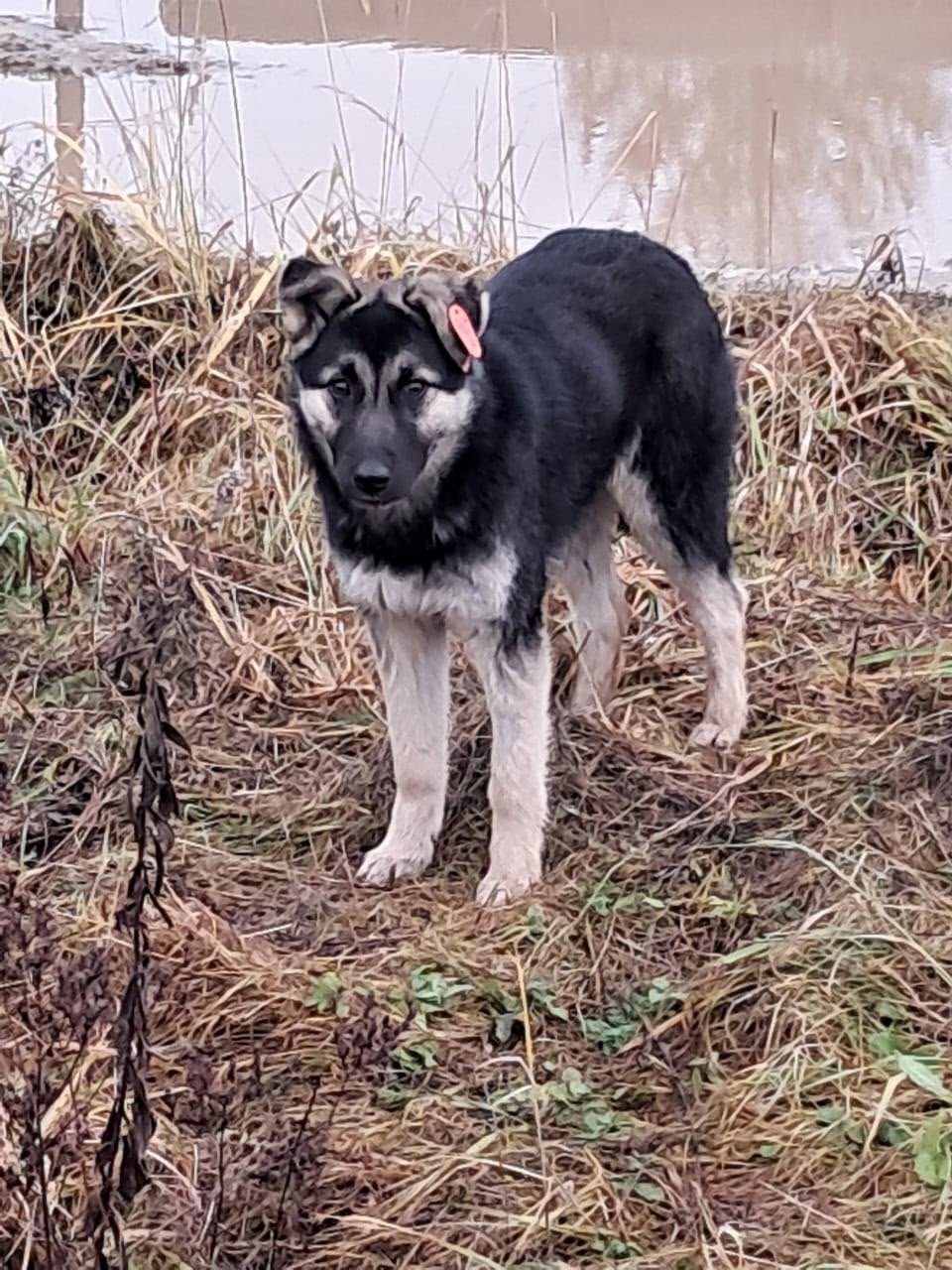 Найдена собака в Чехове — фото объявления