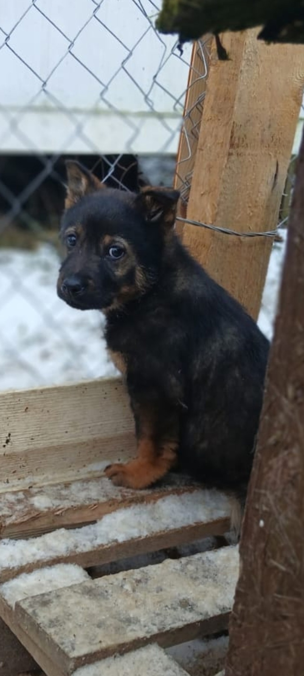 Пропала собака в Чехове — фото объявления