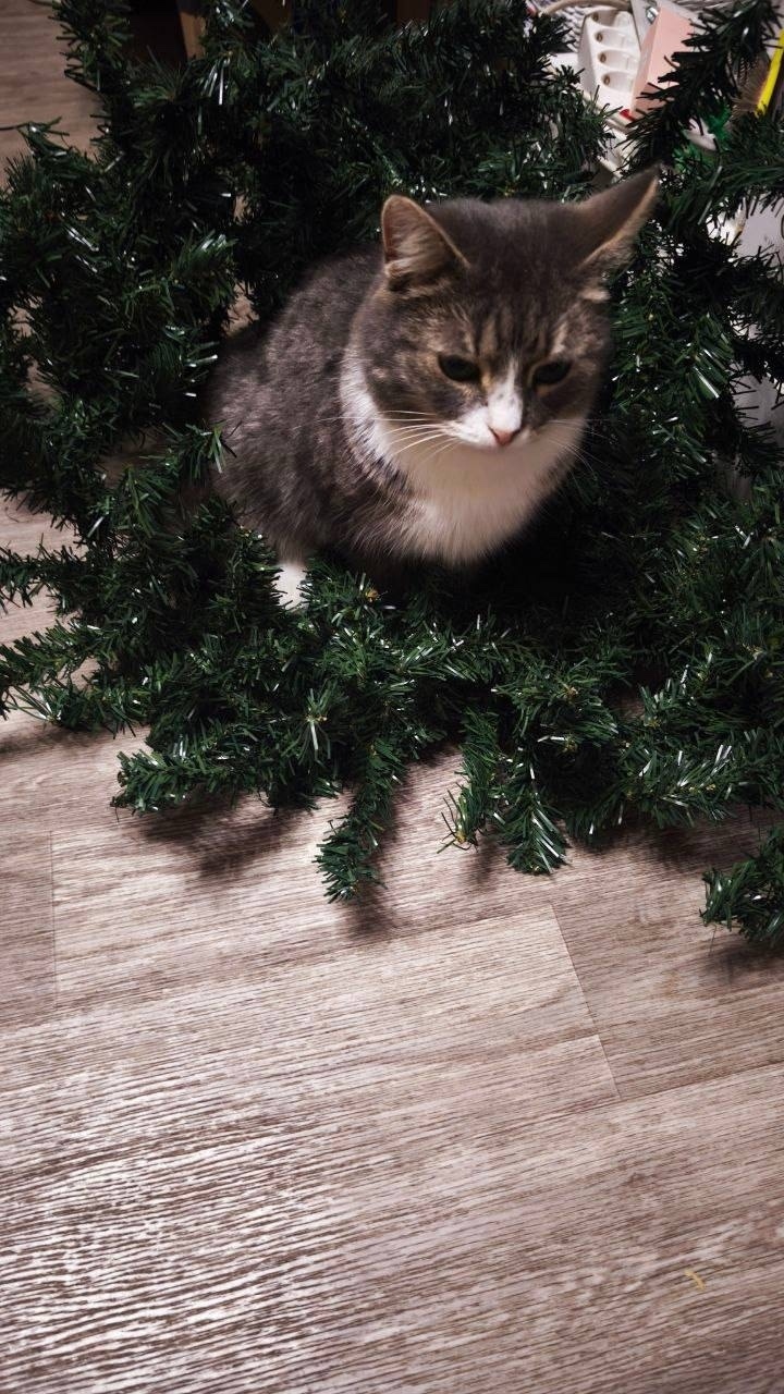 Пропала кошка в Чехове — фото объявления