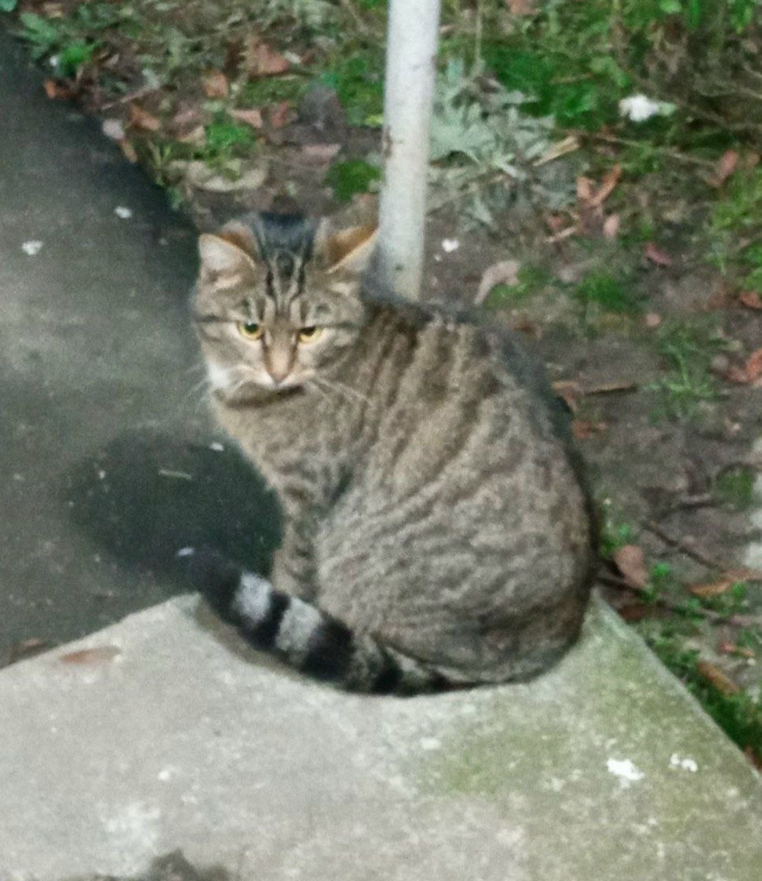 Пропала собака в Чехове — фото объявления