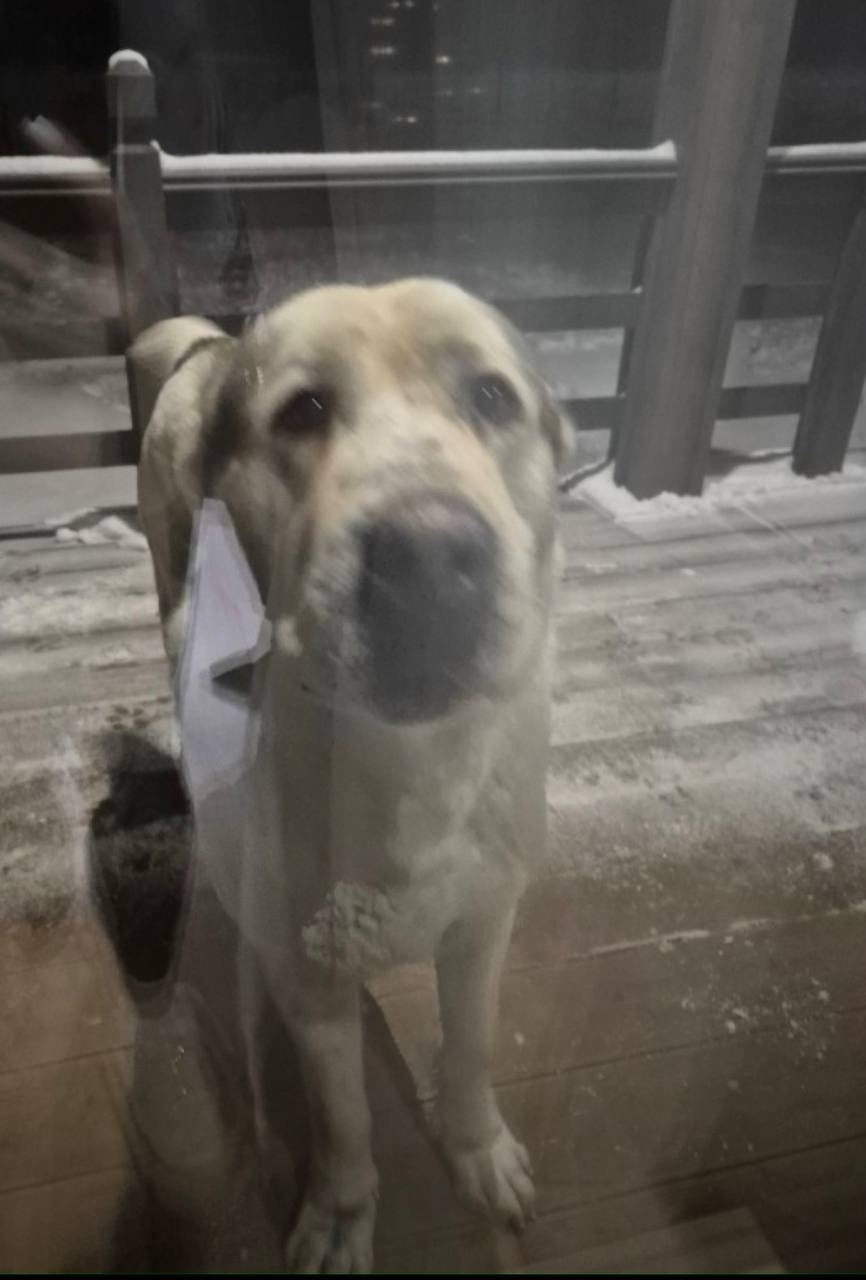 Найдена собака в Ступине — фото объявления