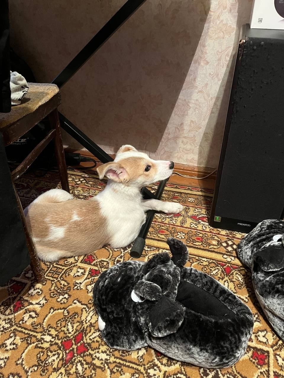 Найдена собака в Ступине — фото объявления