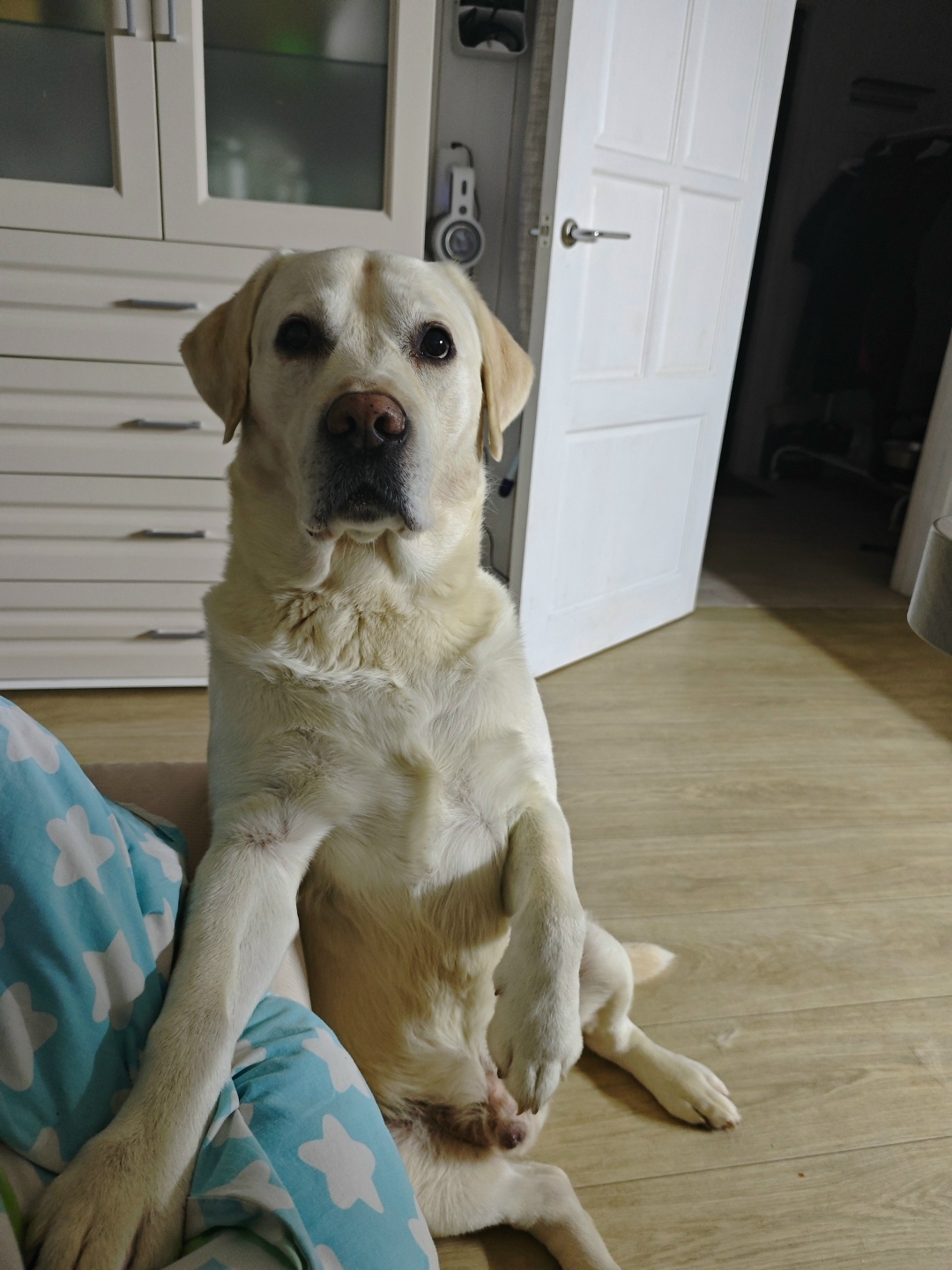 Пропала собака в Ступине — фото объявления