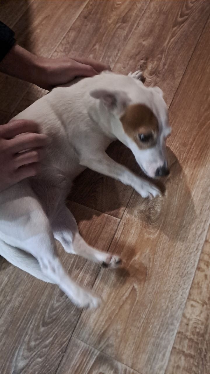 Найдена собака в Ступине — фото объявления