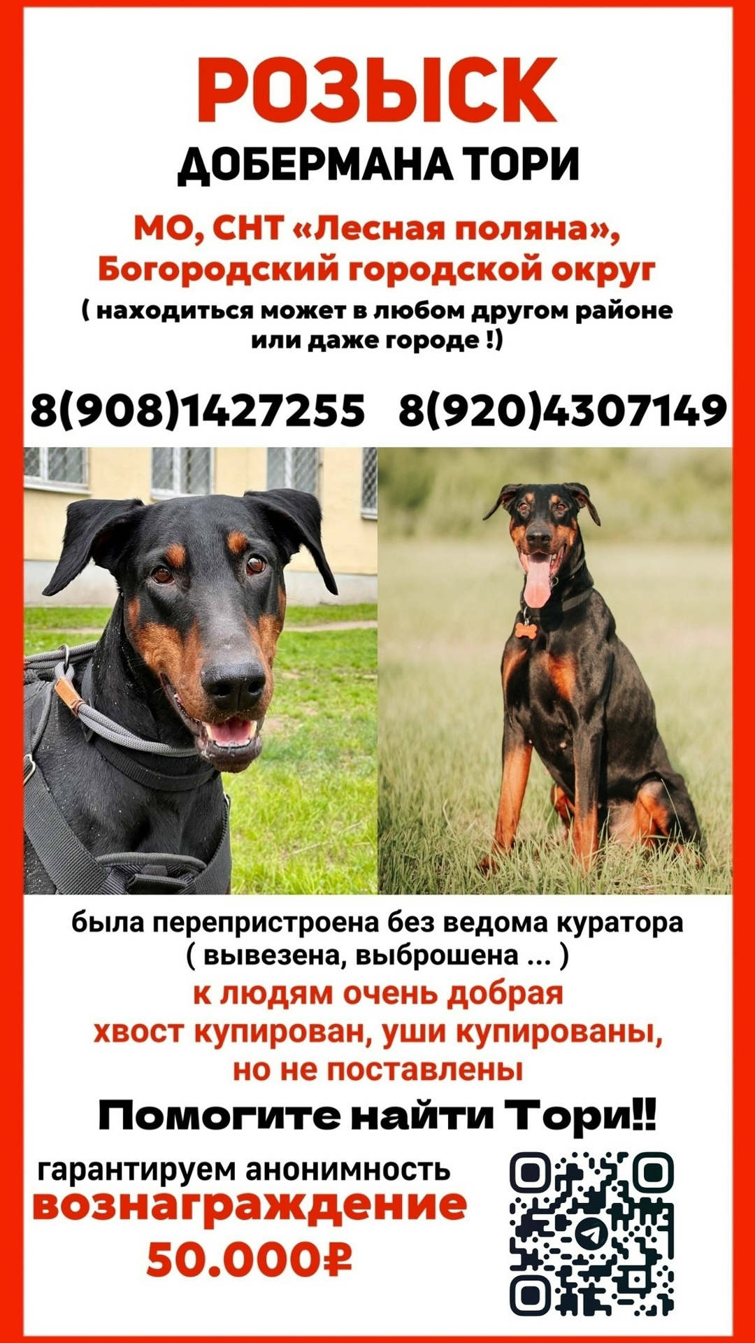 Пропала собака в Ступине — фото объявления