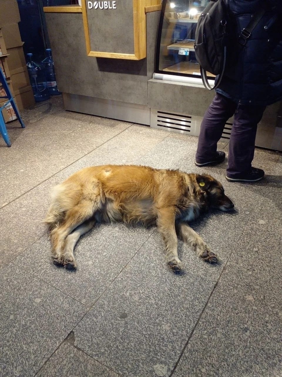 Найдена собака в Ступине — фото объявления