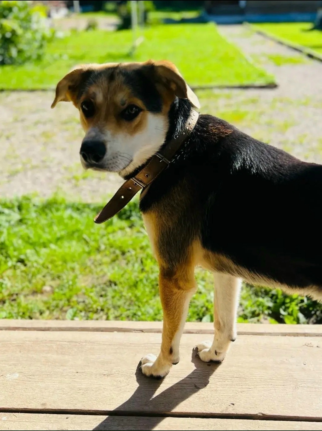 Пропала собака в Ступине — фото объявления