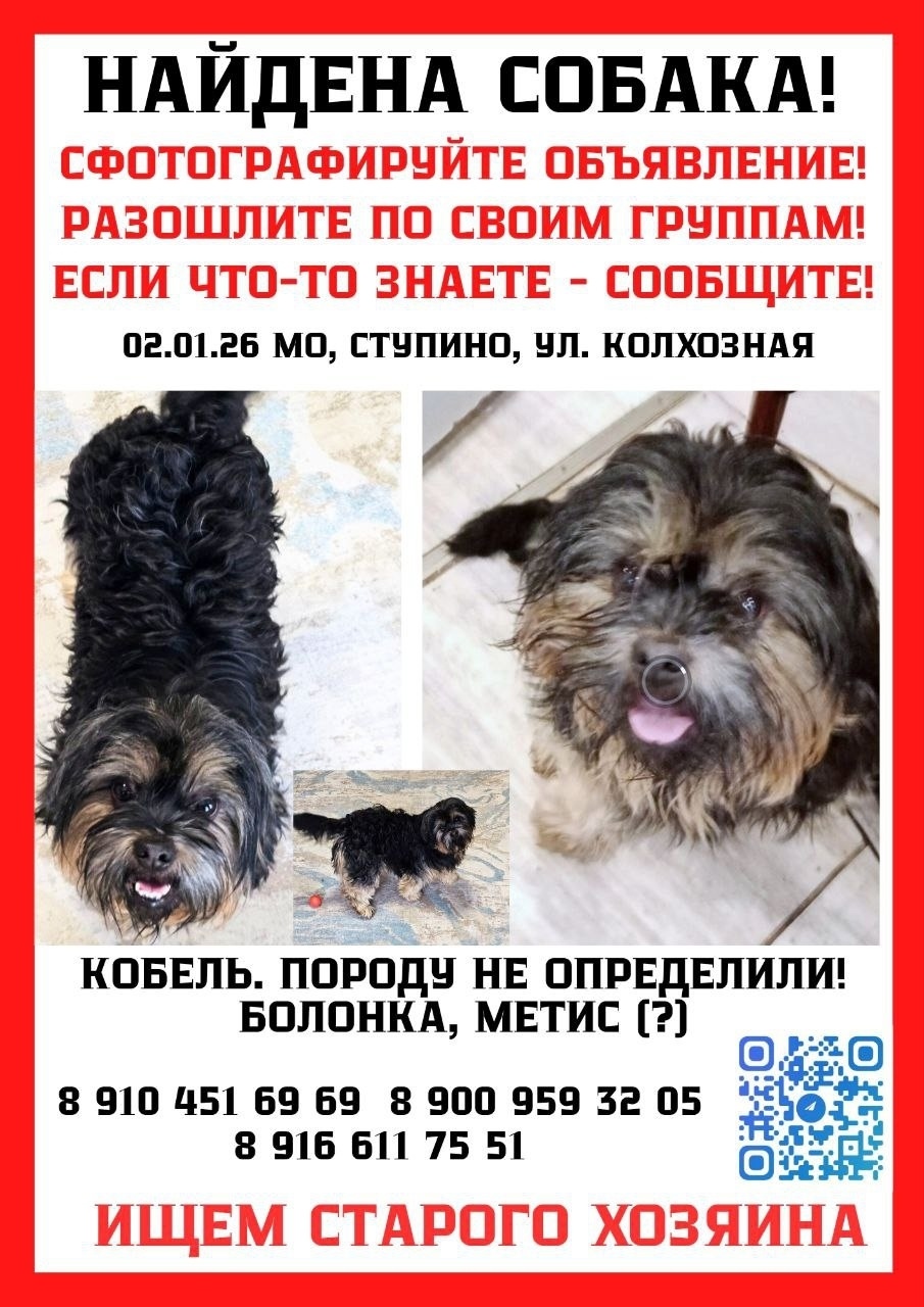 Найдена собака в Ступине — фото объявления