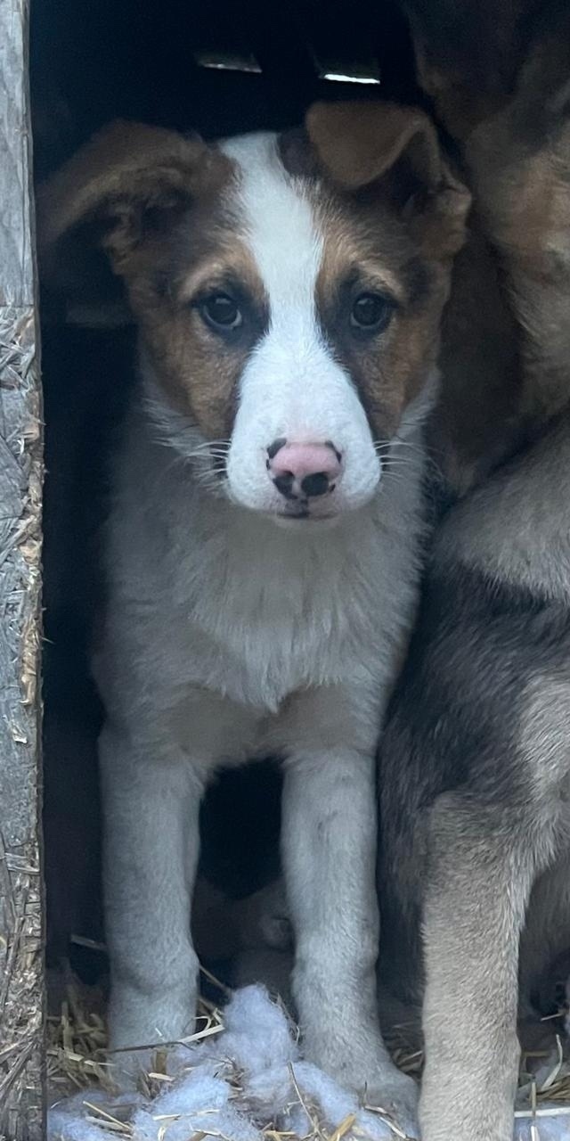 Найдена собака в Ступине — фото объявления