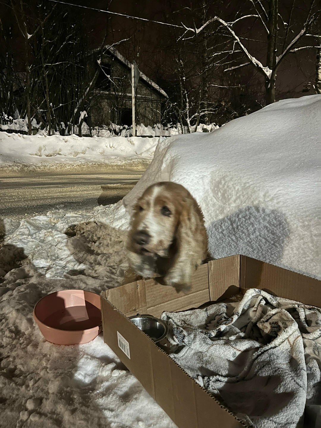 Пропала собака в Ступине — фото объявления