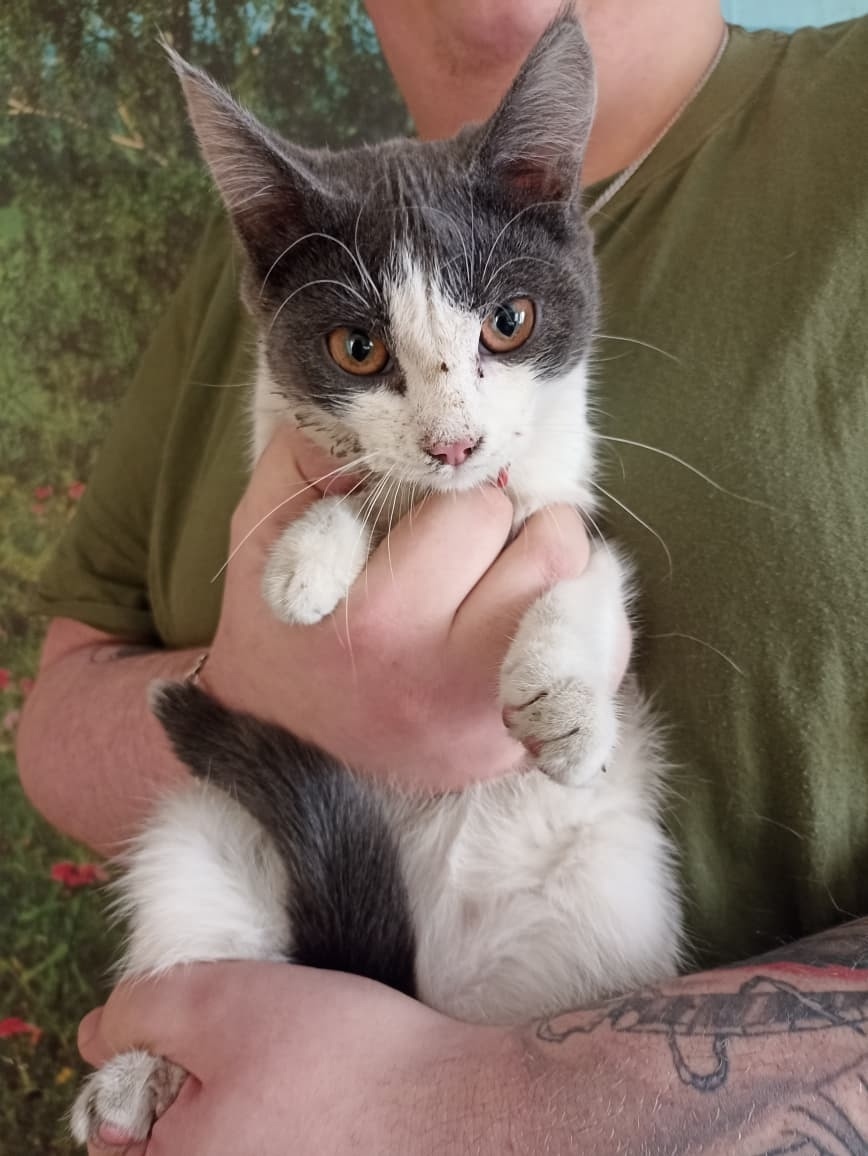 Пропала кошка в Ступине — фото объявления