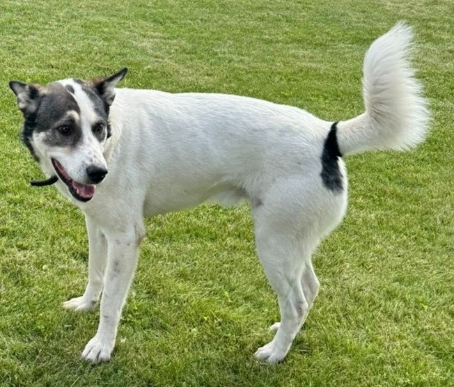 Пропала собака в Ступине — фото объявления