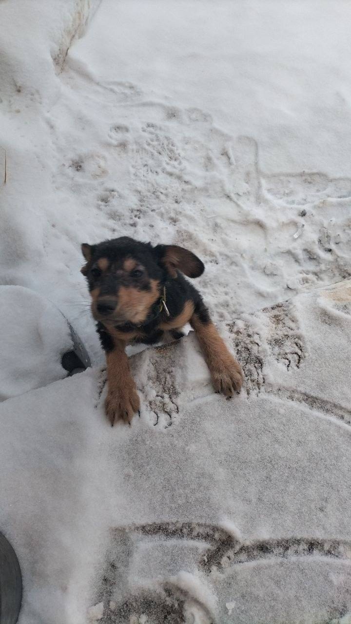 Найдена собака в Ступине — фото объявления