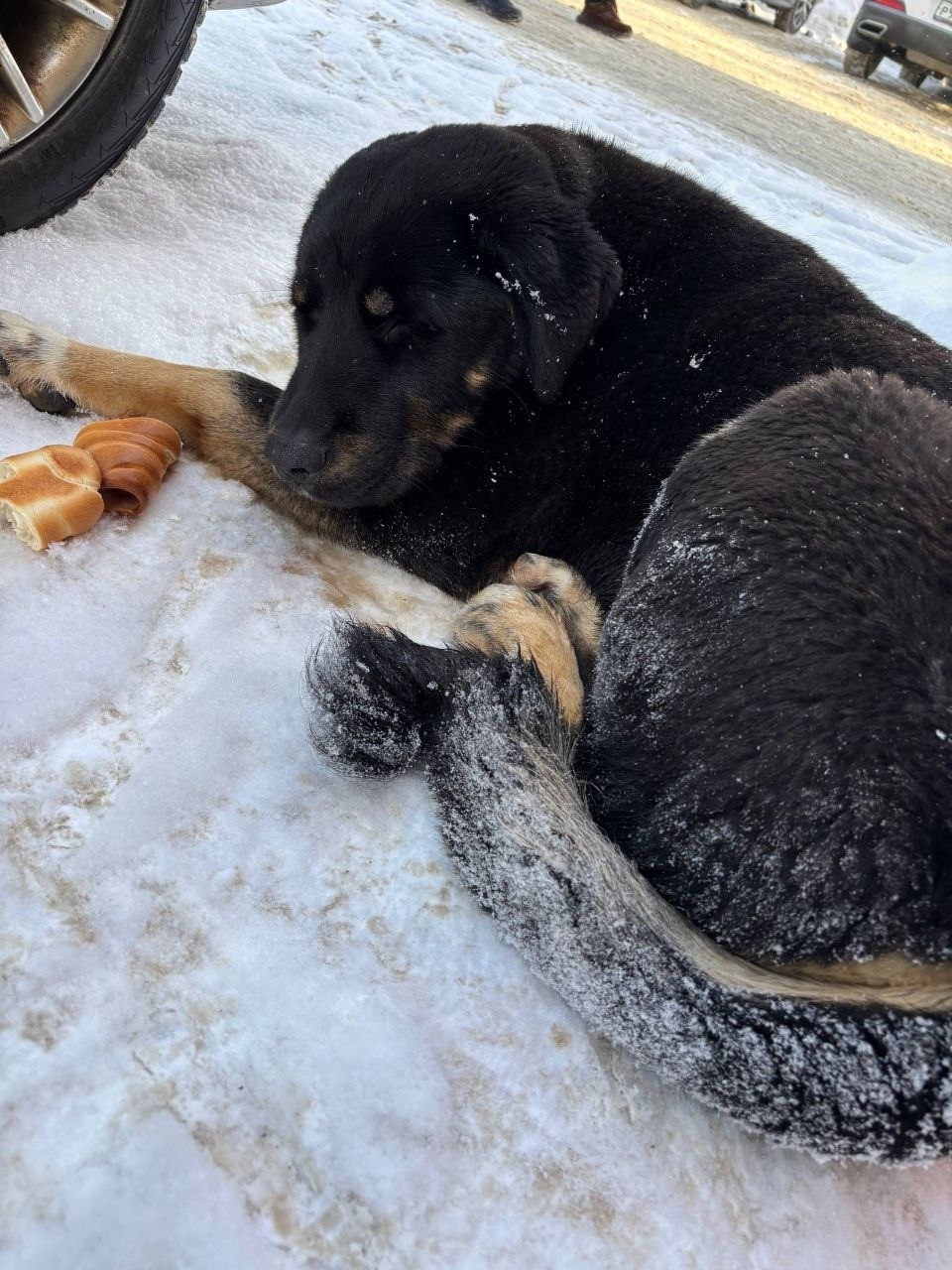 Найдена собака в Ступине — фото объявления
