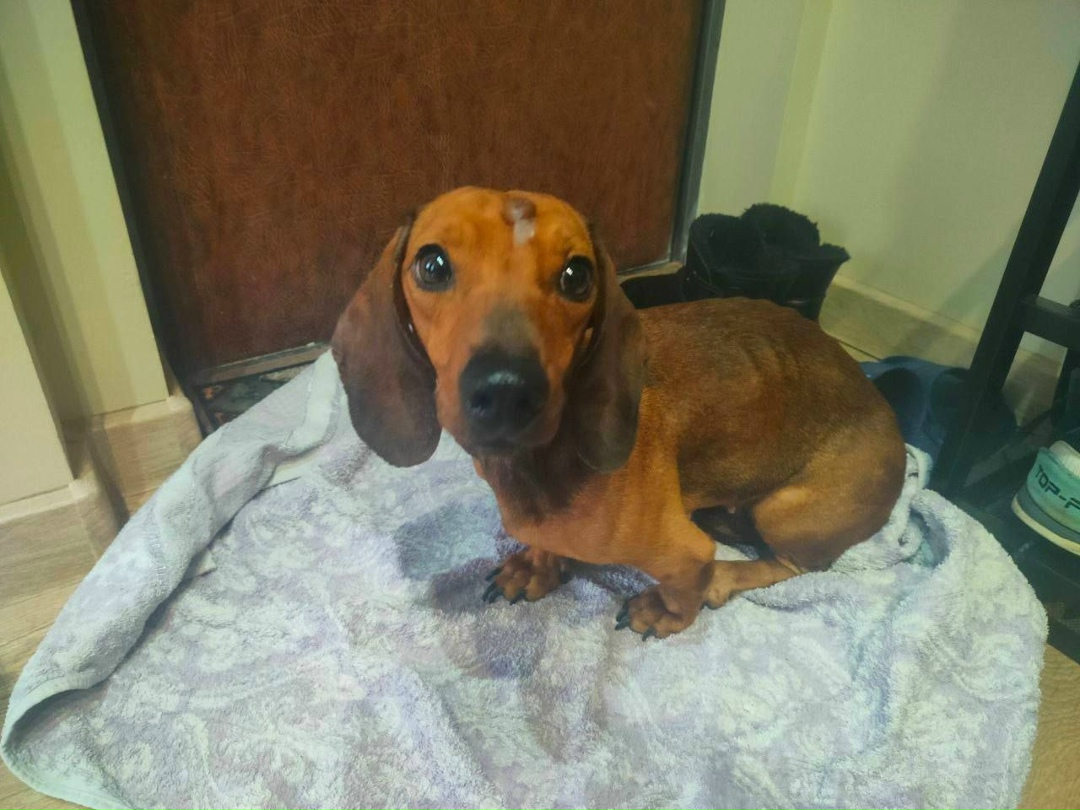 Найдена собака в Ступине — фото объявления