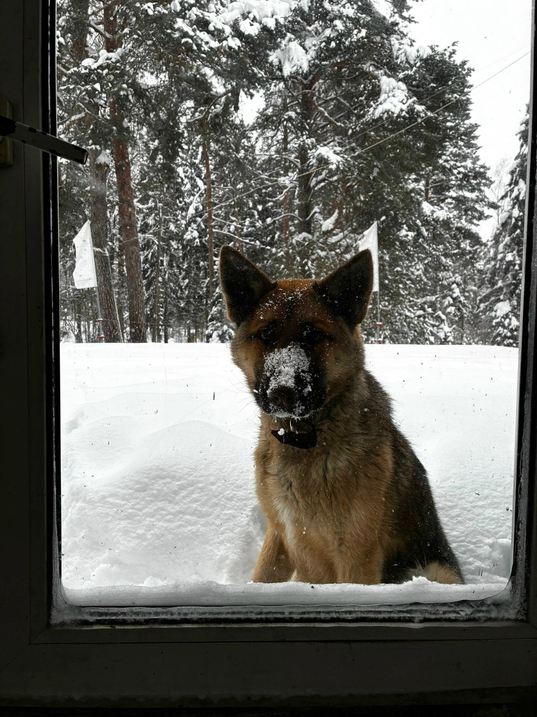 Пропала собака в Ступине — фото объявления