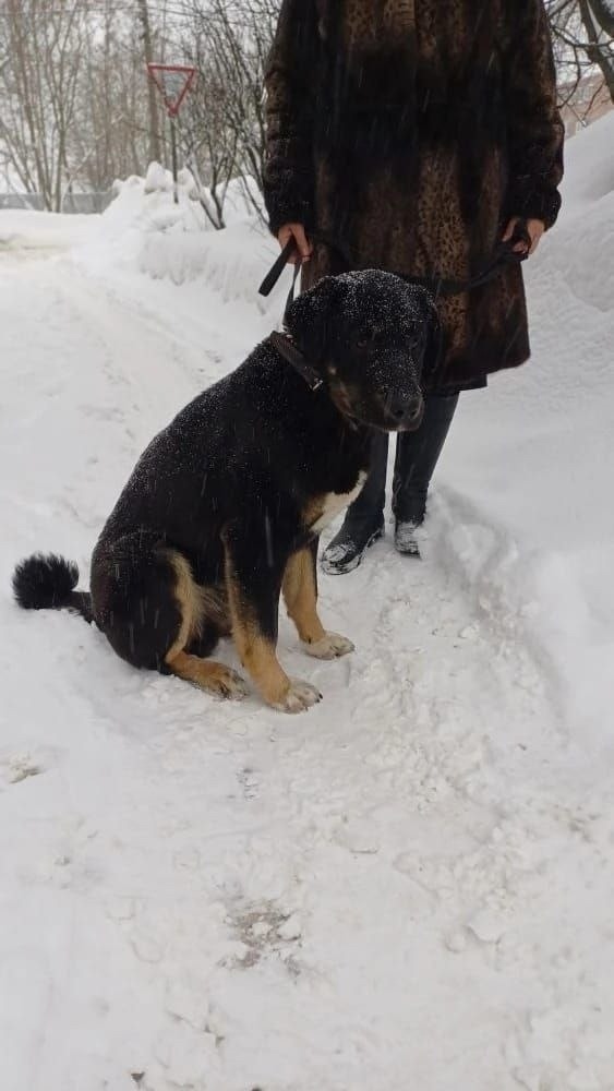 Найдена собака в Ступине — фото объявления
