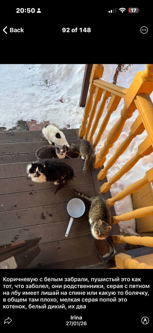 Найдена кошка в Ступине — фото объявления