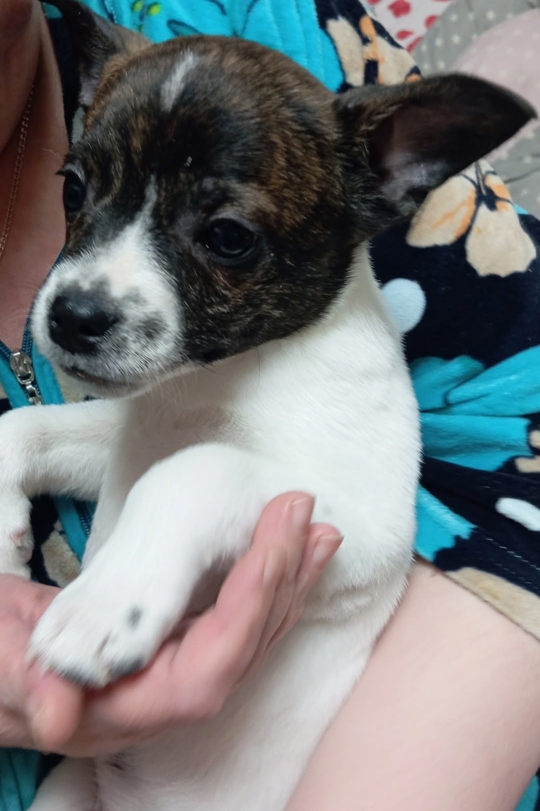 Найдена собака в Ступине — фото объявления