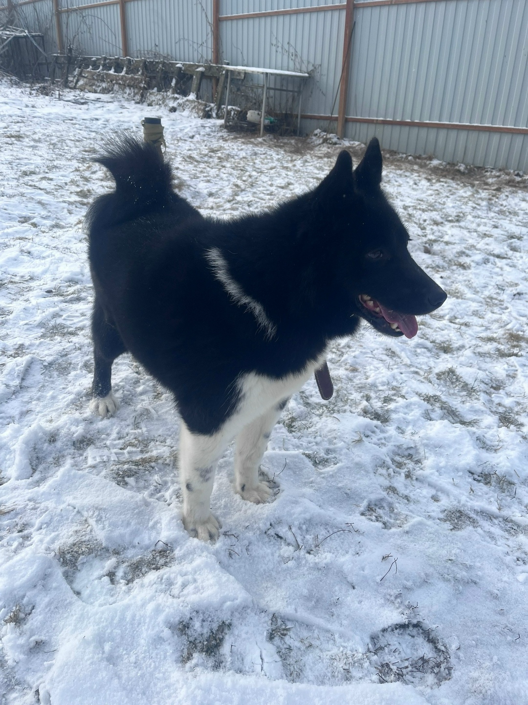 Пропала собака в Ступине — фото объявления