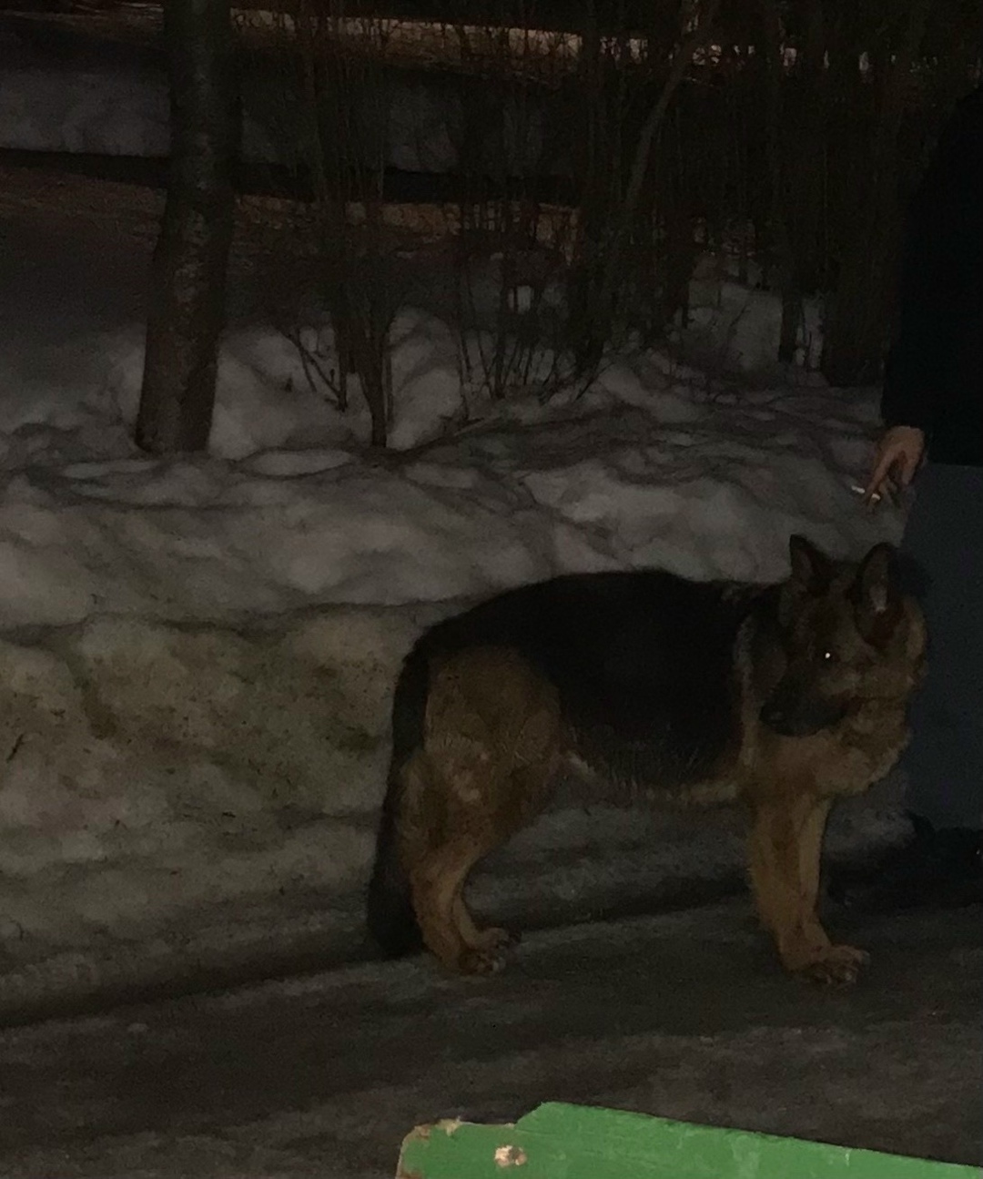 Пропала собака в Ступине — фото объявления